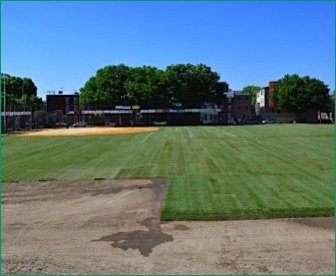 Kentucky Bluegrass Sod